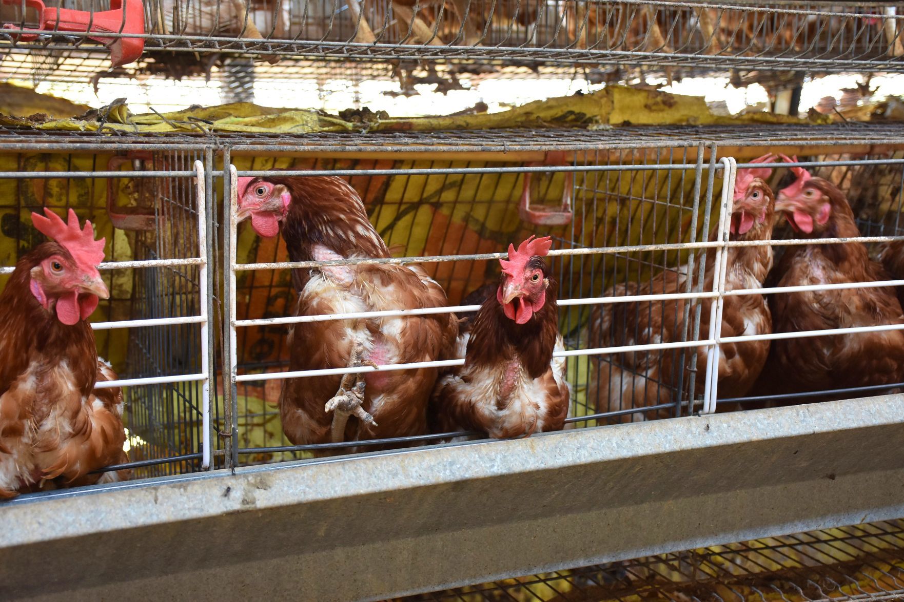 Hens look out of cages